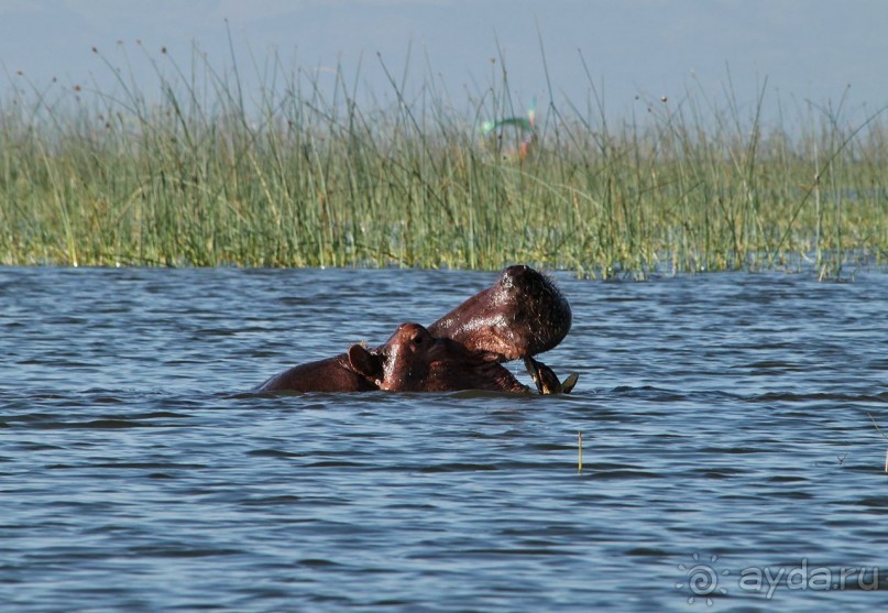 По дорогам Эфиопии