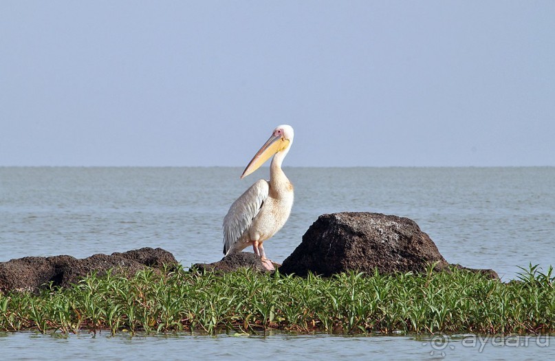 По дорогам Эфиопии
