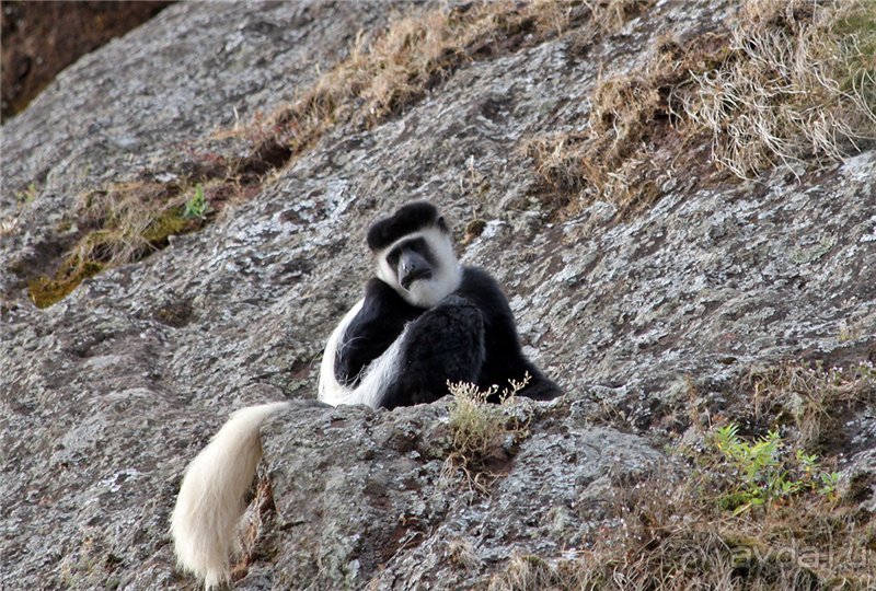 По дорогам Эфиопии