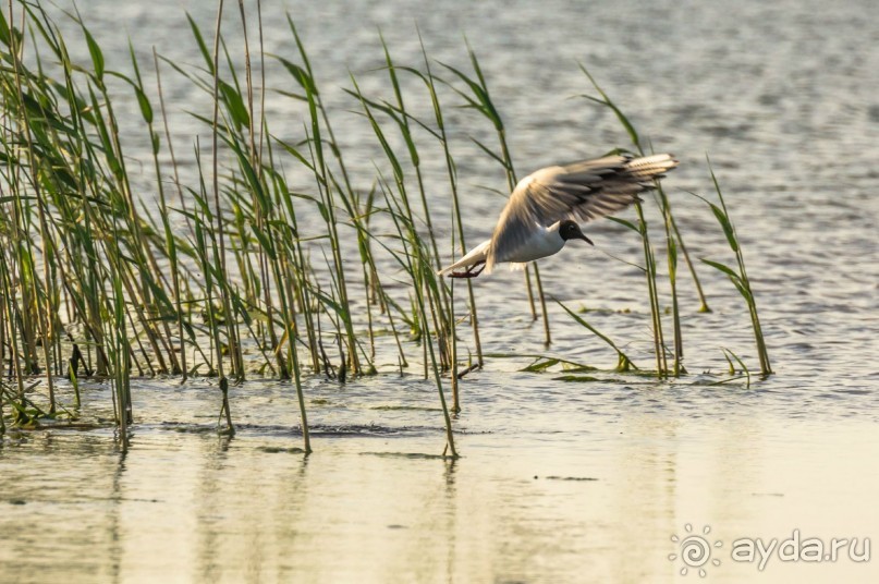 В погоне за русским пеликаном