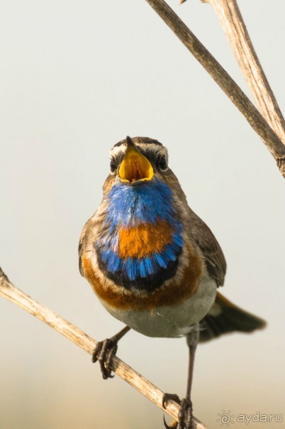 В погоне за русским пеликаном