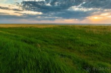 В погоне за русским пеликаном
