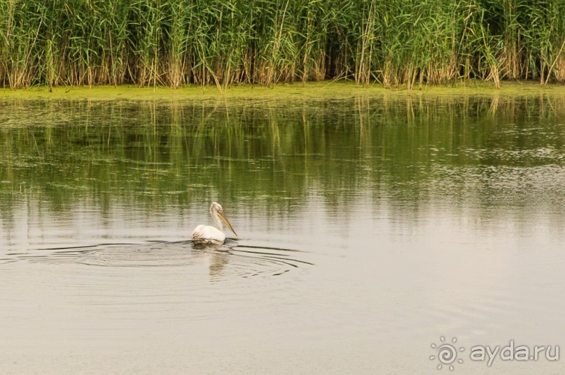 В погоне за русским пеликаном