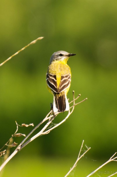 В погоне за русским пеликаном