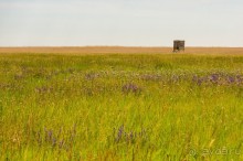 В погоне за русским пеликаном
