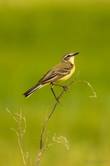 В погоне за русским пеликаном