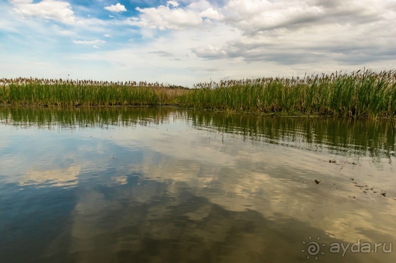 В погоне за русским пеликаном