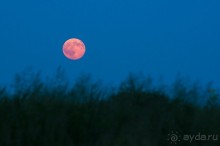 В погоне за русским пеликаном