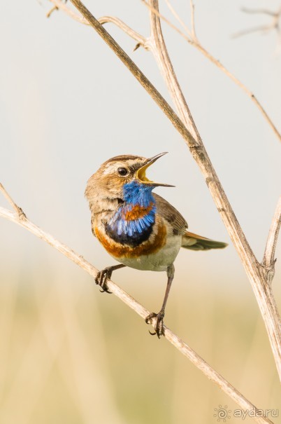 В погоне за русским пеликаном