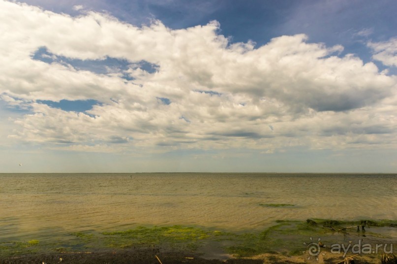 В погоне за русским пеликаном