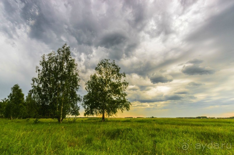 В погоне за русским пеликаном