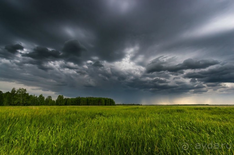 В погоне за русским пеликаном