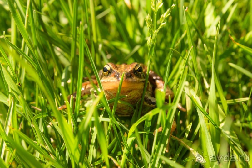 В погоне за русским пеликаном