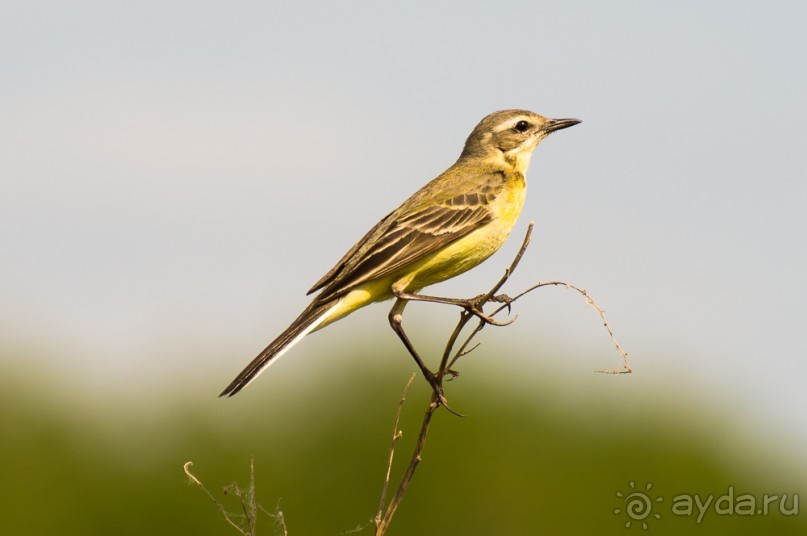 В погоне за русским пеликаном