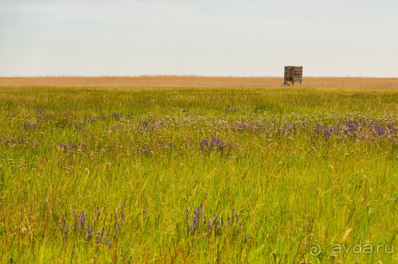 В погоне за русским пеликаном