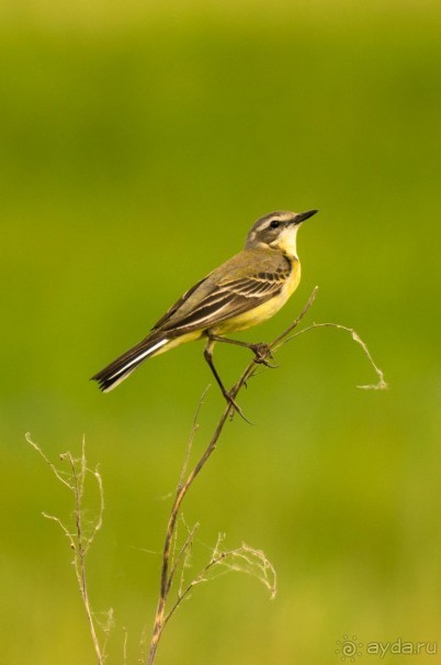 В погоне за русским пеликаном