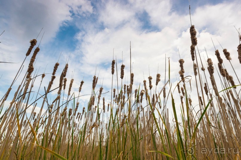В погоне за русским пеликаном