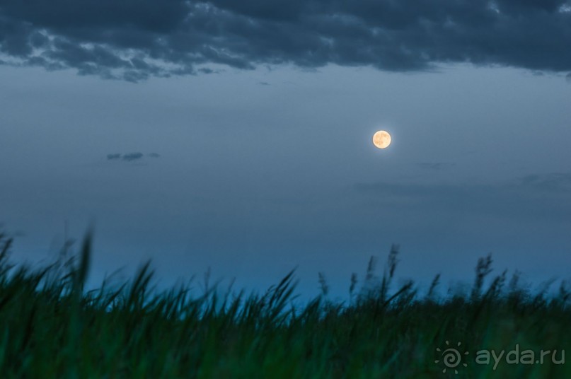 В погоне за русским пеликаном