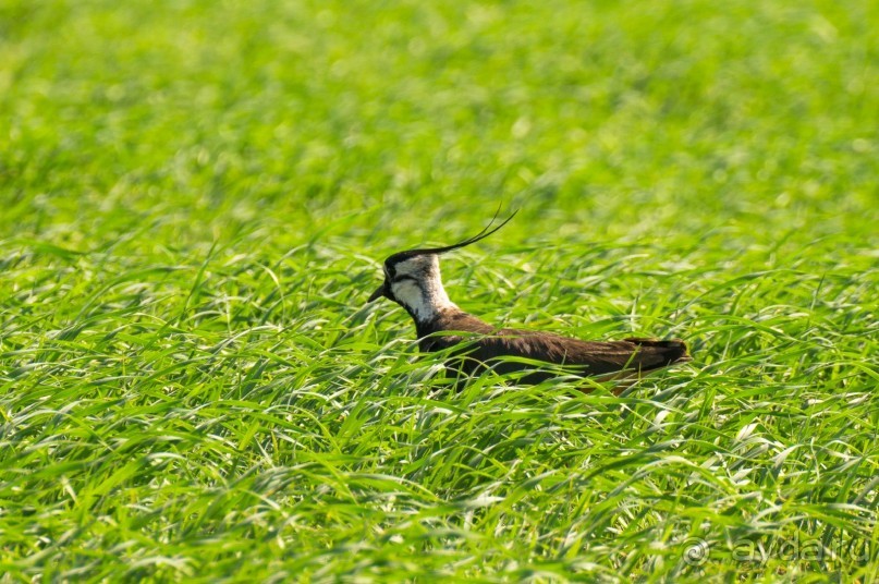 В погоне за русским пеликаном