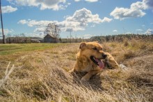 Русская дорога