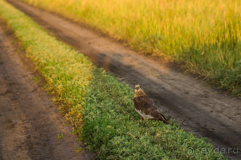 Русская дорога