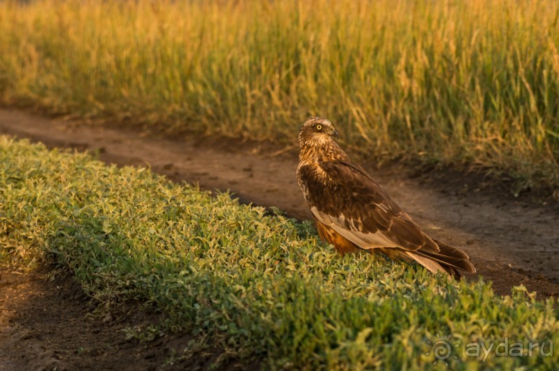 Русская дорога