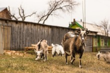 Русская дорога