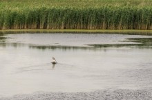 Русская дорога