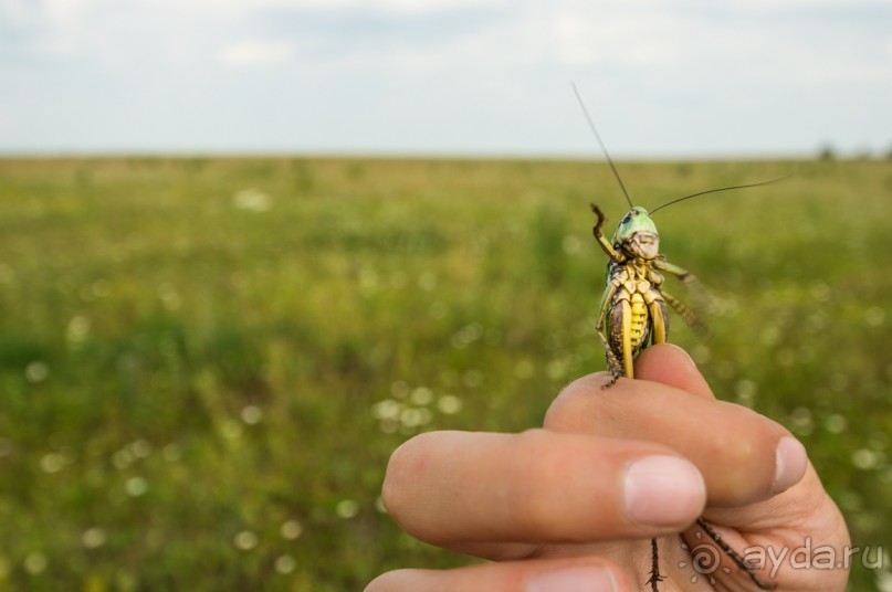 Русская дорога