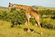 Три национальных парка Кении, чтобы увидеть настоящую Африку.