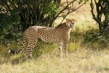 Три национальных парка Кении, чтобы увидеть настоящую Африку.