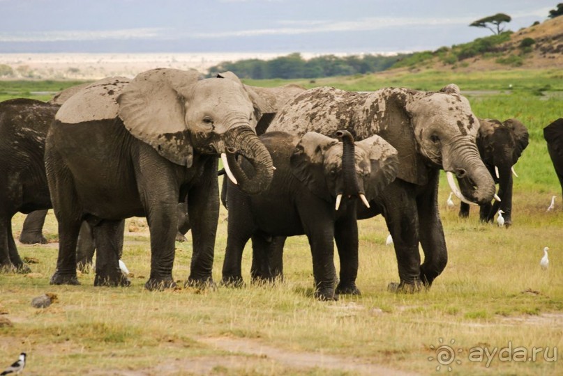 Три национальных парка Кении, чтобы увидеть настоящую Африку.