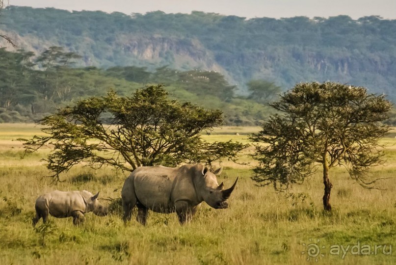 Три национальных парка Кении, чтобы увидеть настоящую Африку.