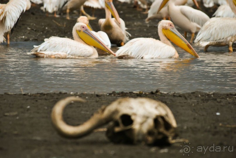 Три национальных парка Кении, чтобы увидеть настоящую Африку.