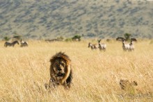 Три национальных парка Кении, чтобы увидеть настоящую Африку.