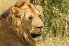 Три национальных парка Кении, чтобы увидеть настоящую Африку.