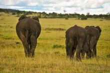 Три национальных парка Кении, чтобы увидеть настоящую Африку.