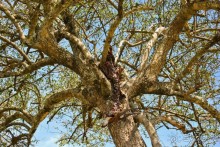 Три национальных парка Кении, чтобы увидеть настоящую Африку.