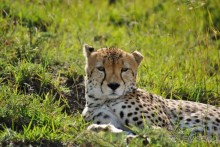 Три национальных парка Кении, чтобы увидеть настоящую Африку.