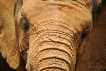 Три национальных парка Кении, чтобы увидеть настоящую Африку.