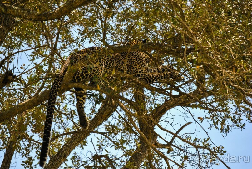 Три национальных парка Кении, чтобы увидеть настоящую Африку.