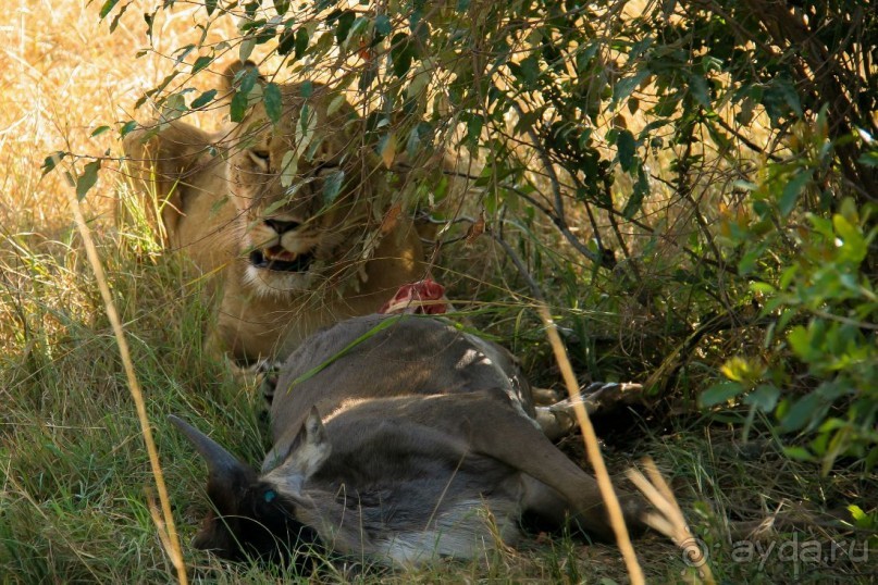 Три национальных парка Кении, чтобы увидеть настоящую Африку.