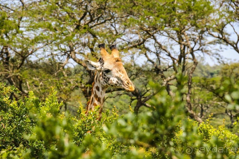 Три национальных парка Кении, чтобы увидеть настоящую Африку.