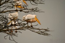 Три национальных парка Кении, чтобы увидеть настоящую Африку.