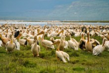 Три национальных парка Кении, чтобы увидеть настоящую Африку.