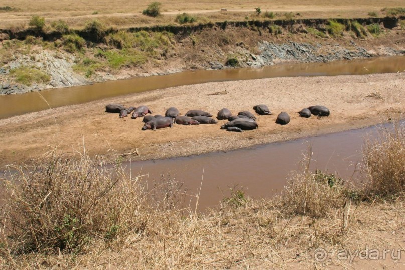 Три национальных парка Кении, чтобы увидеть настоящую Африку.