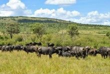 Три национальных парка Кении, чтобы увидеть настоящую Африку.