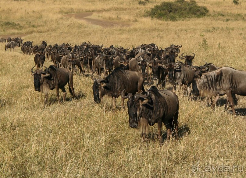 Три национальных парка Кении, чтобы увидеть настоящую Африку.