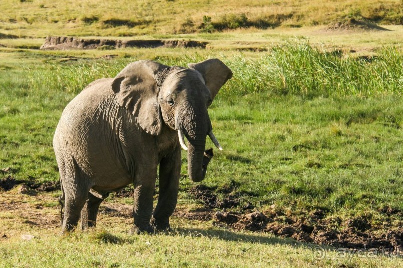 Три национальных парка Кении, чтобы увидеть настоящую Африку.