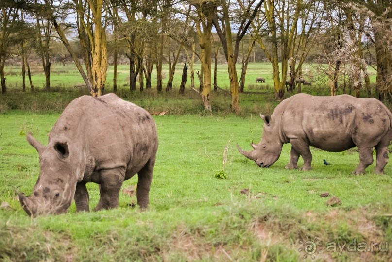 Три национальных парка Кении, чтобы увидеть настоящую Африку.
